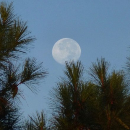 moon-daytime-Buddy_Puckhaper-Charleston-SC-9-21-2013-sq-e1461126035611
